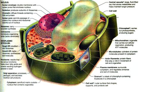 Plant Cell Diagram 7 Parts