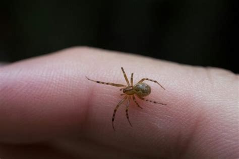 Baby Brown Recluse Spider Size