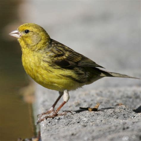 Yellow Canary Facts, Pet Care, Behavior, Diet, Price, Pictures