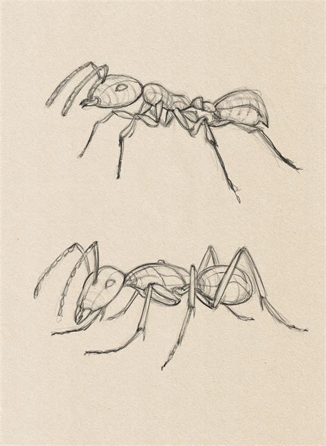 ant sketches : r/drawing