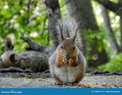 Squirrel eating peanuts stock image. Image of peanuts - 150651773