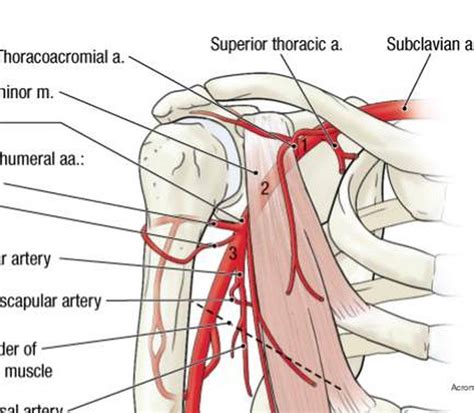 Pictures Of Axillary Artery