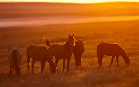 Horse Photography Wallpaper,HD Animals Wallpapers,4k Wallpapers,Images,Backgrounds,Photos and ...