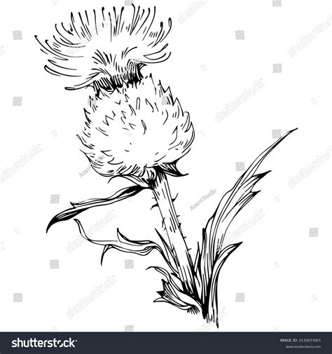 Thistle By Hand Drawing Wildflower Floral Stock Vector (Royalty Free) 2132673001 | Shutterstock