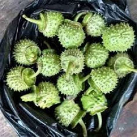 Buah kecubung per buah biji kecubung Untuk kicau burung Buah kecubung asli 100% Kualitas No.1 ...