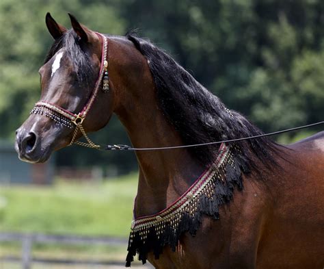 Buchanan farm breeds rare Egyptian Arabian horses | News | roanoke.com