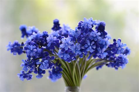 Free Images : bouquet, blue, beautiful, blossom, ornamental plant, inflorescence, colorful ...