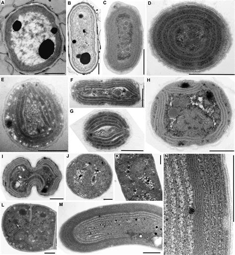 Thylakoid Membrane Cyanobacteria