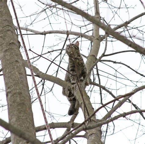 Cat in Tree Quickly Warms Up To ARL Rescue Team - Animal Rescue League of Boston