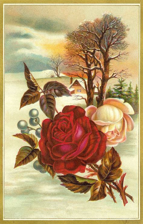 Antique Images: Flower Rose Clip Art: Vintage Graphic of Red and White Roses