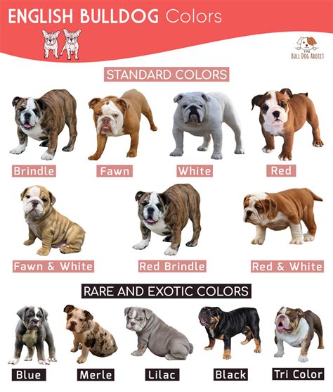 English Bulldog Colors – Facts and Pictures