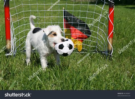 Dog Playing Football Stock Photo 46180081 : Shutterstock