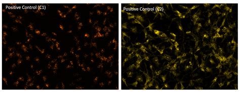 Has anyone successfully used RNAscope multiplex fluorescence assay in all 3 channels in 96 well ...