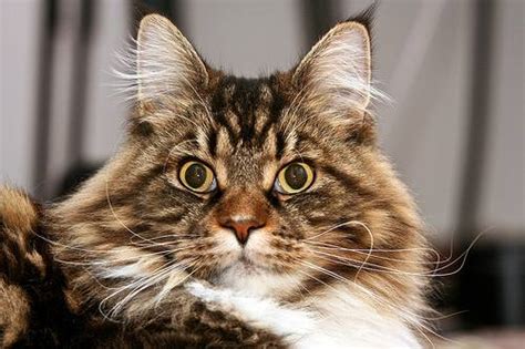 Maine Coon Cat Rescue Groups, Organizations, And Resources