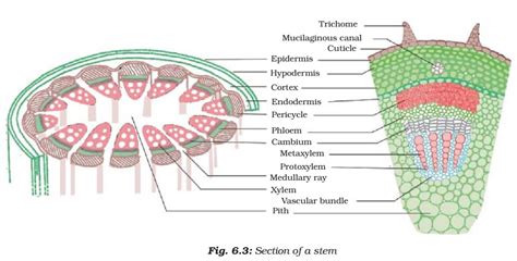 Plant Tissue - Meristematic - Simple, Complex Permanent Tissue