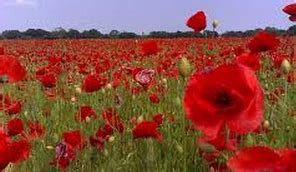 Poppies in July Poem by Sylvia Plath