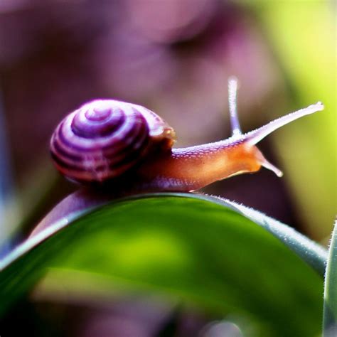 Eating Snails From Your Garden | Fasci Garden