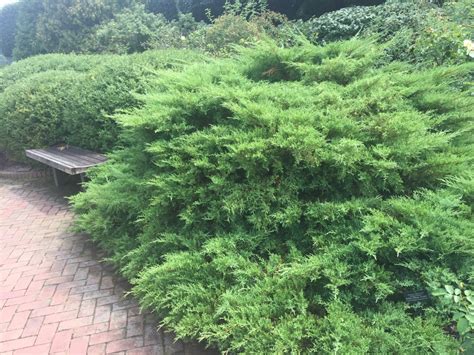 Creeping Juniper Ground Cover: Types, Care, and Propagation | Dengarden