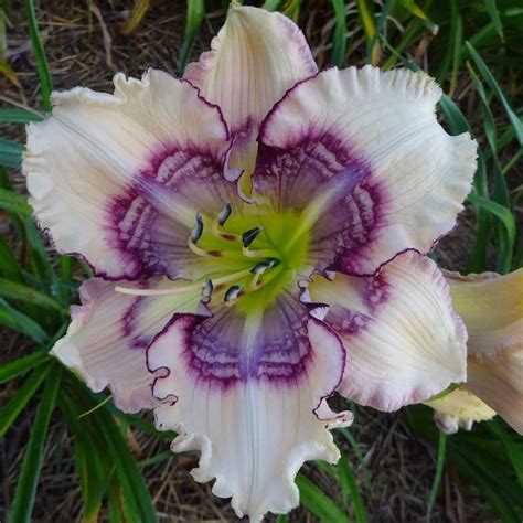 Seedlings – Signature Daylilies