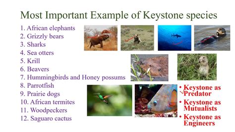 Keystone Species Examples Biology