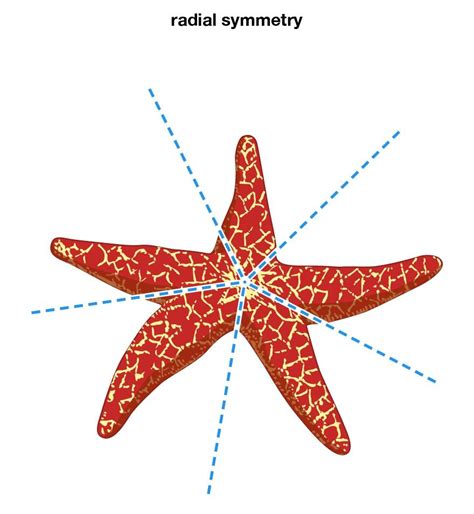 Radial Symmetry