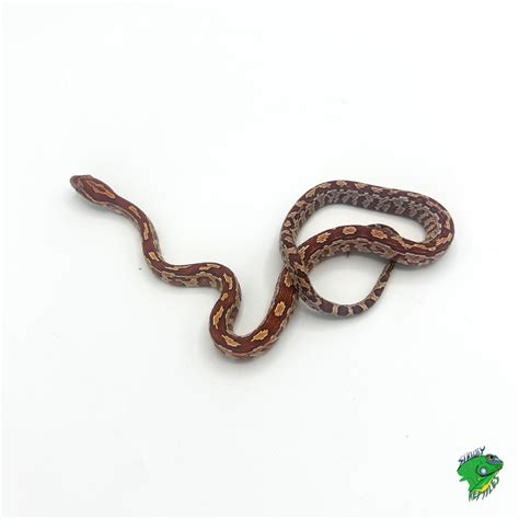 Aztec Corn Snake - baby - Strictly Reptiles