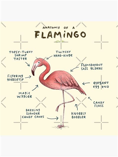 "Anatomy of a Flamingo" Poster by SophieCorrigan | Redbubble