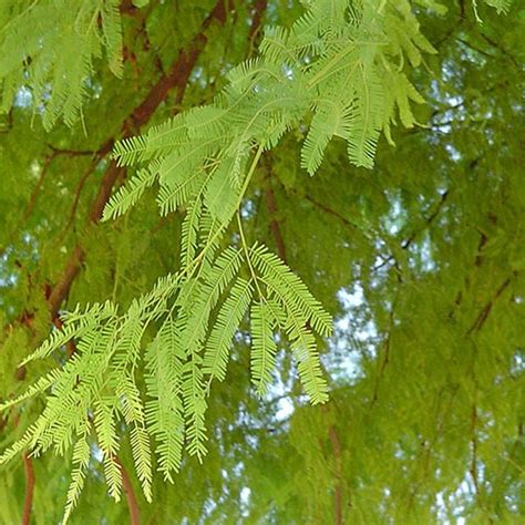 Chilean Mesquite Tree | Star Nursery Garden and Rock Centers