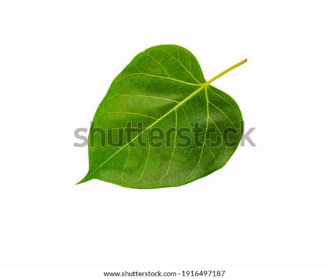 2,595 Peepal Tree Leaf Images, Stock Photos & Vectors | Shutterstock