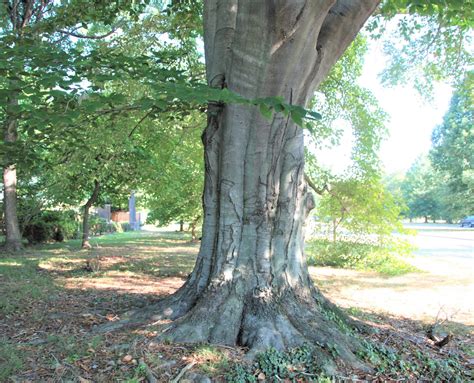 american beech tree leaves - Elin Mccune