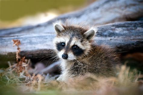 Woman Rescued a Baby Raccoon. Now, She and 20 Friends Need Rabies Treatment. | Live Science