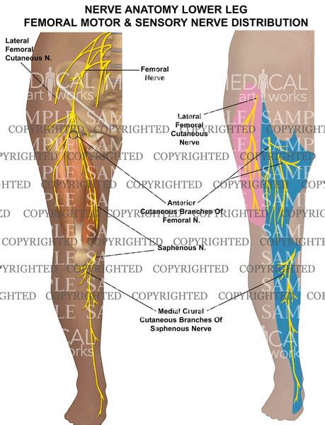 Nerve anatomy lower leg — Medical Art Works