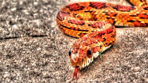 Backyard Birding....and Nature: Wild Florida Corn Snake Behaviour