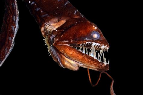 Black Dragonfish Bioluminescence