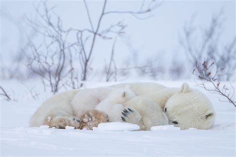 Polar bear Newborn Cubs 2 - Arctic Wildlife Photography, Polar Bear Images