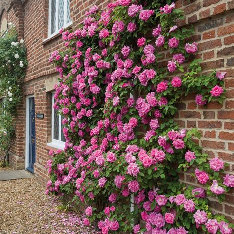 Climbing Roses — Sunnyside Nursery