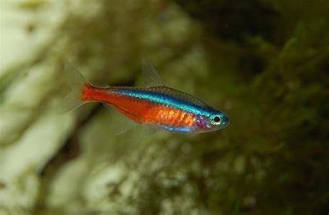 Neon Tetra Breeding Guide - Fish Care Guide