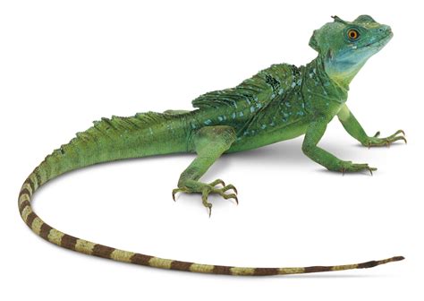 Facts About Lizards | What is a Lizard | DK Find Out