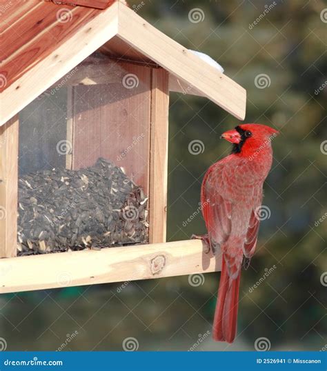 Red Cardinal At Bird Feeder Stock Image - Image: 2526941