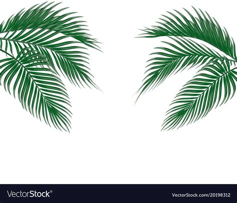 Different in form tropical dark green palm leaves Vector Image