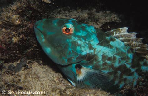 Parrotfish – image gallery | marine species information | diving photos | underwater videos