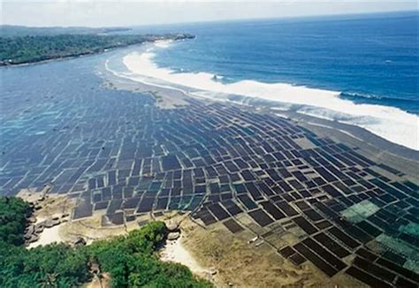 SEAWEED FARMING IN INDIA - Vishnuias