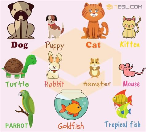 List of Pets and Different Types of Pets with Pictures • 7ESL