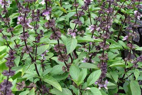 1000 Seeds Ocimum basilicum Seeds. Basil Sweet basil Ram | Etsy