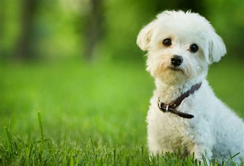 Maltese: Dog Breeds | Breed Information | Mad Paws Blog