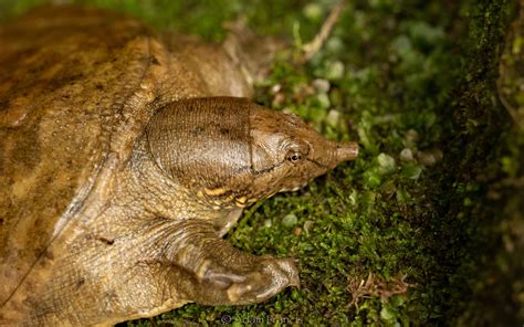 Chinese Soft Shell Turtle - Pelodiscus sinensis — HongKongSnakeID.com