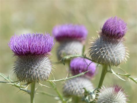 Free photo: Wool Head Creeping Thistle, Flower - Free Image on Pixabay - 186174