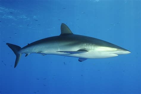 Silky Shark (Carcharhinus falciformis), Red Sea