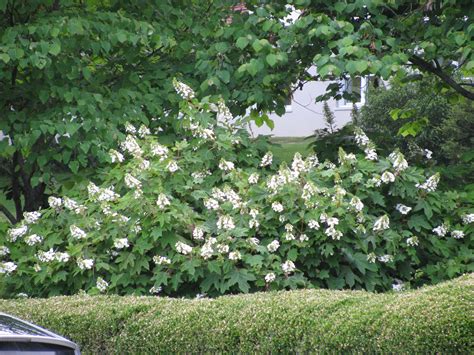 Beautiful Large Flowering Bushes – HomesFeed