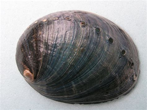 Black abalone, Haliotis cracherodii – Biodiversity Atlas of LA